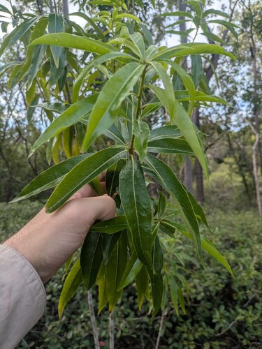 Pittosporum pentandrum observed 2025-11-05