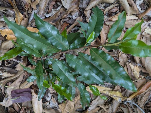 Sideroxylon persimile observed 2025-11-05
