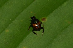 Canthon quadriguttatus