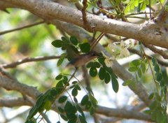 Mellisuga helenae