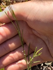 Aspidoglossum gracile