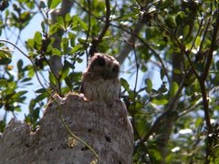 Margarobyas lawrencii