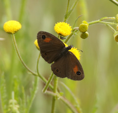 Pseudonympha paludis