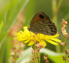 Pseudonympha paludis