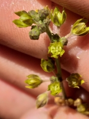 Aspidoglossum gracile