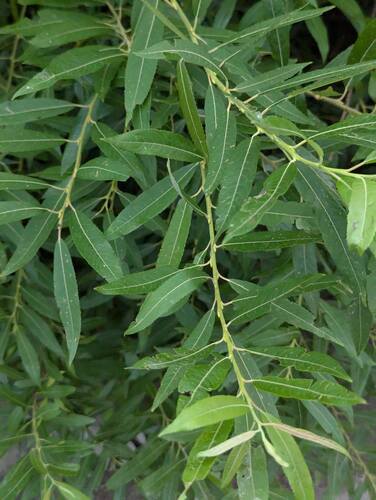 silky willow (Salix sericea)