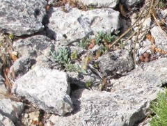 Alyssum montanum