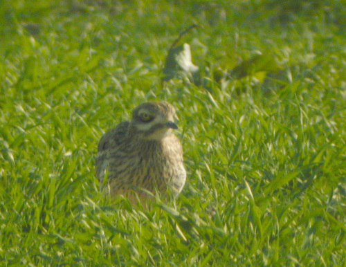 Alcaraván común (Burhinus oedicnemus)