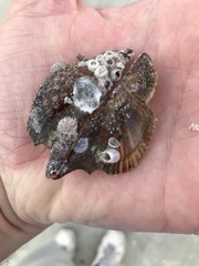 Pteria colymbus
