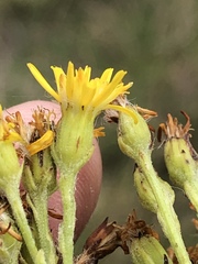 Senecio lineatus