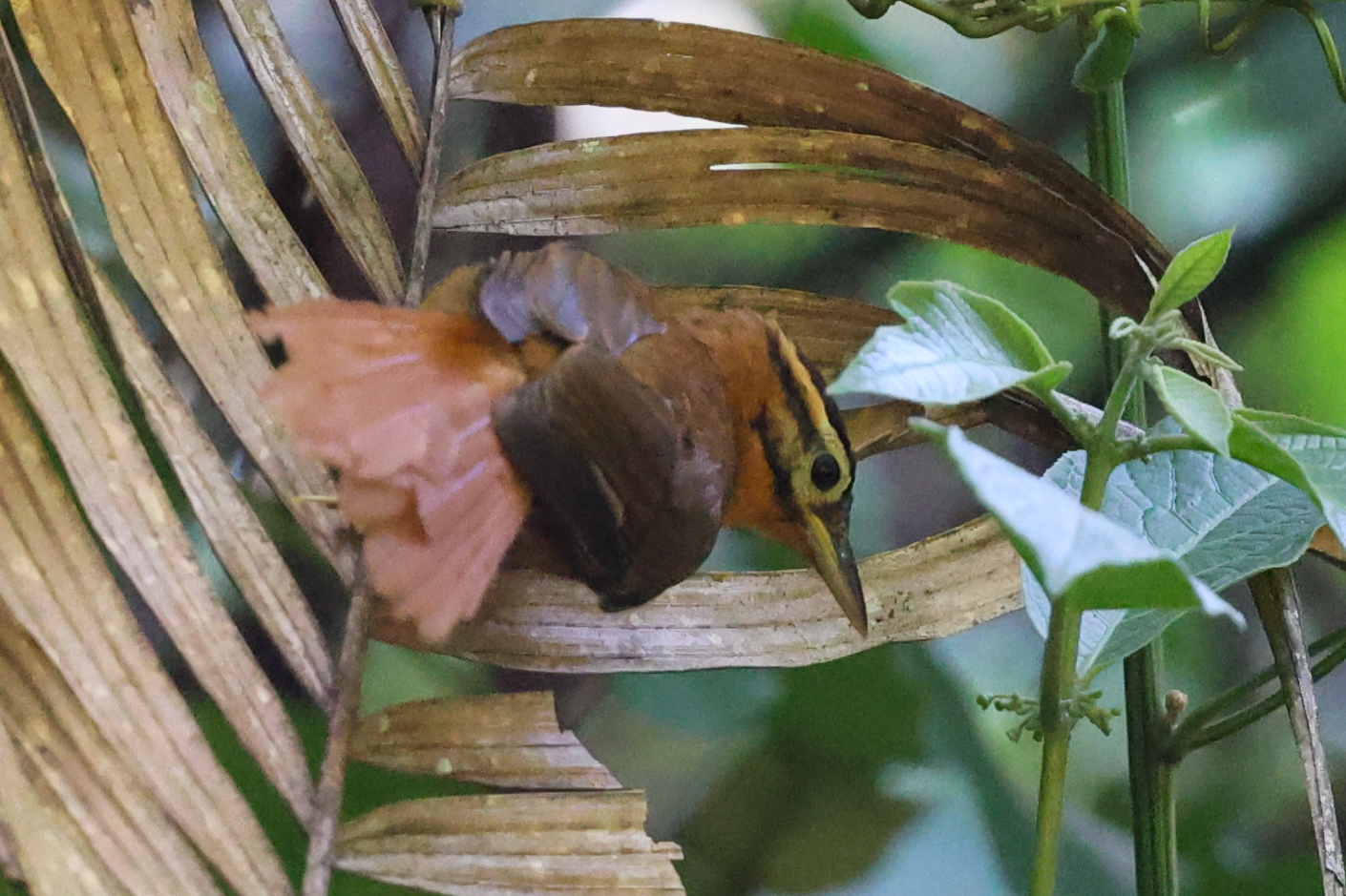 Black-capped Foliage-gleaner (Philydor atricapillus)