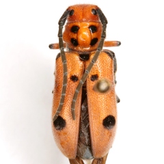 Tetraopes thermophilus