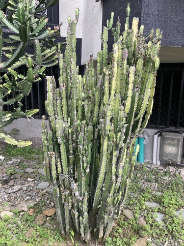 African Milk Weed (Euphorbia trigona)
