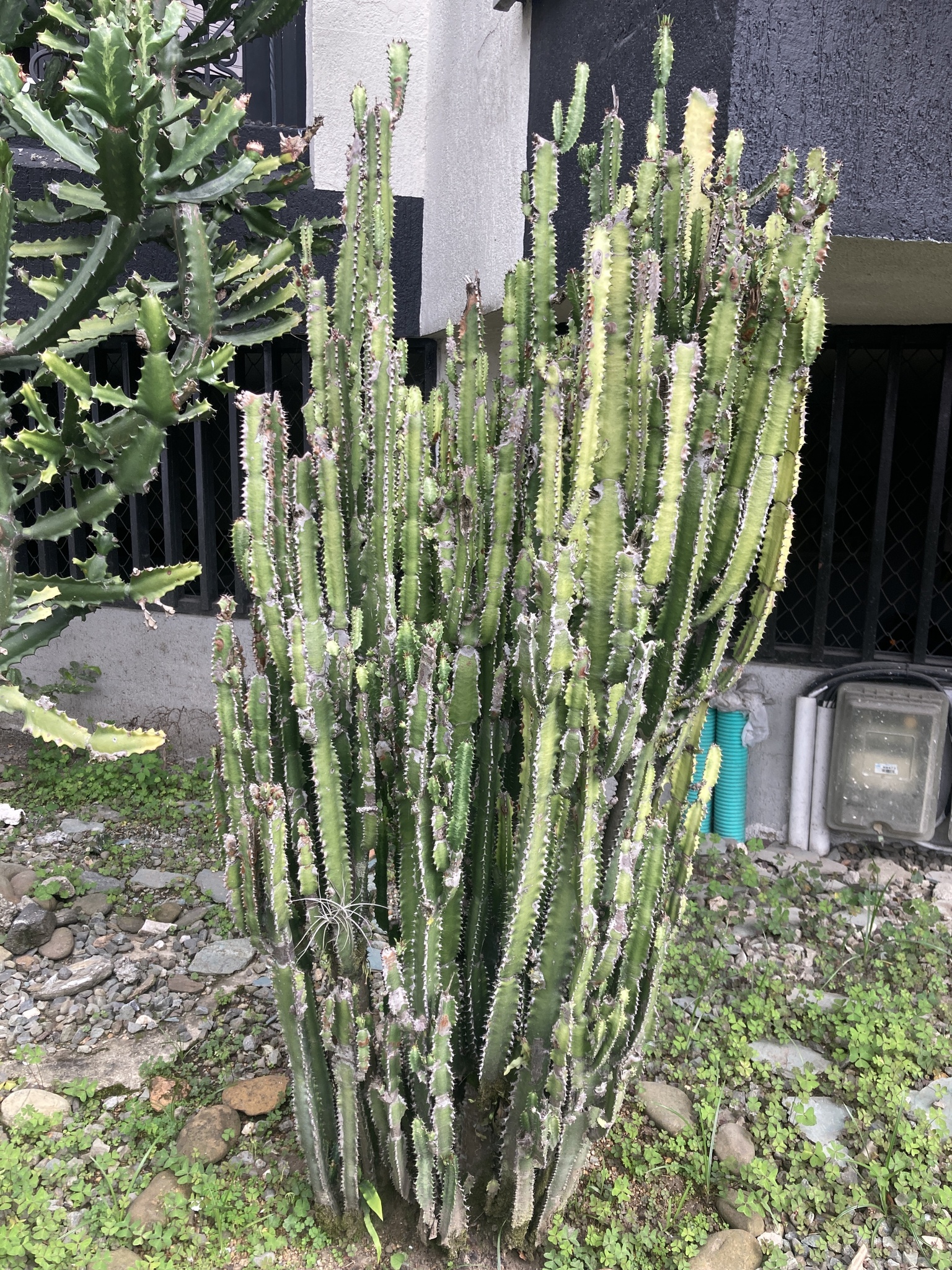 African Milk Weed (Euphorbia trigona)