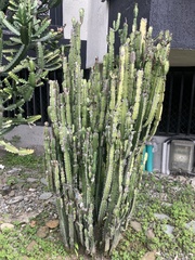 African Milk Weed (Euphorbia trigona)