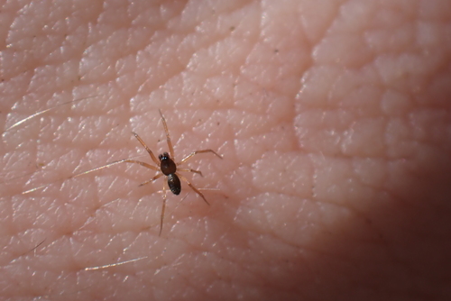 Thin Weblet