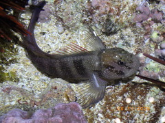 White-Dotted Blenny photo 3
