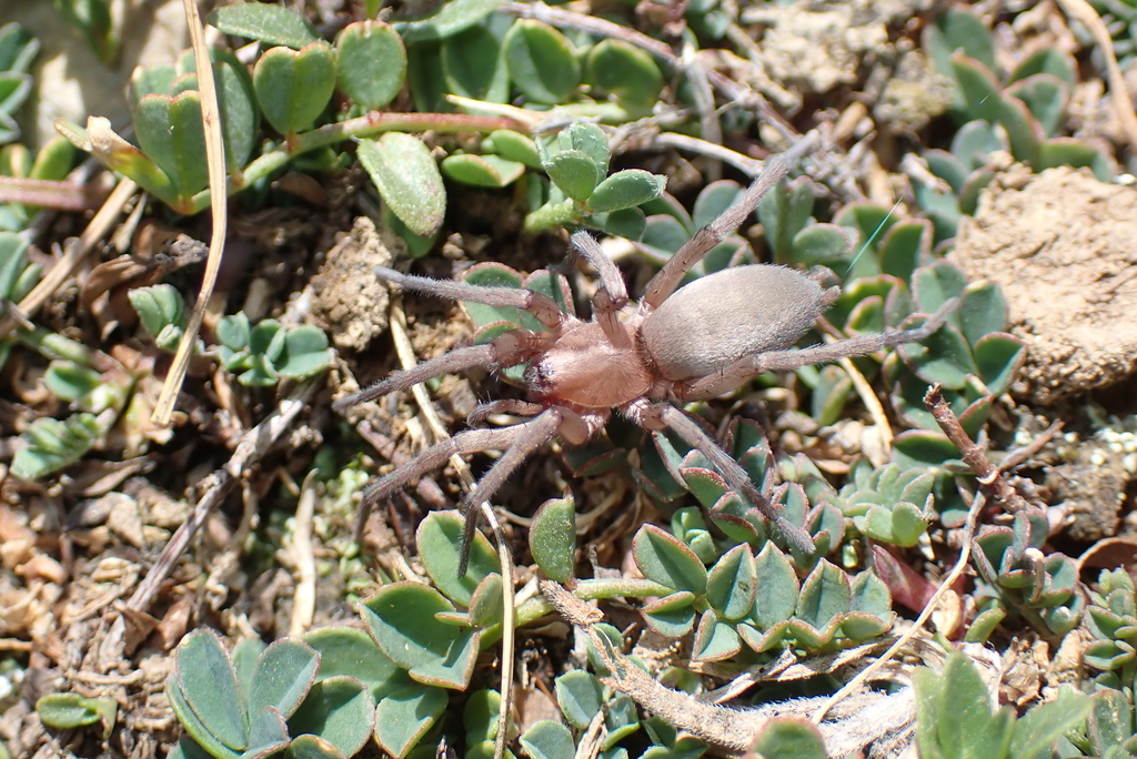 Drassodes fugax