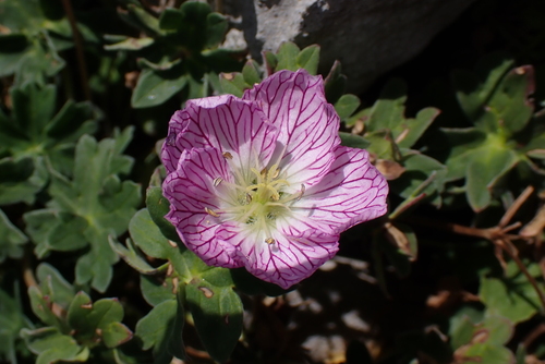 Ashy Cranesbill (Geranium cinereum)