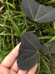 Passiflora andersonii