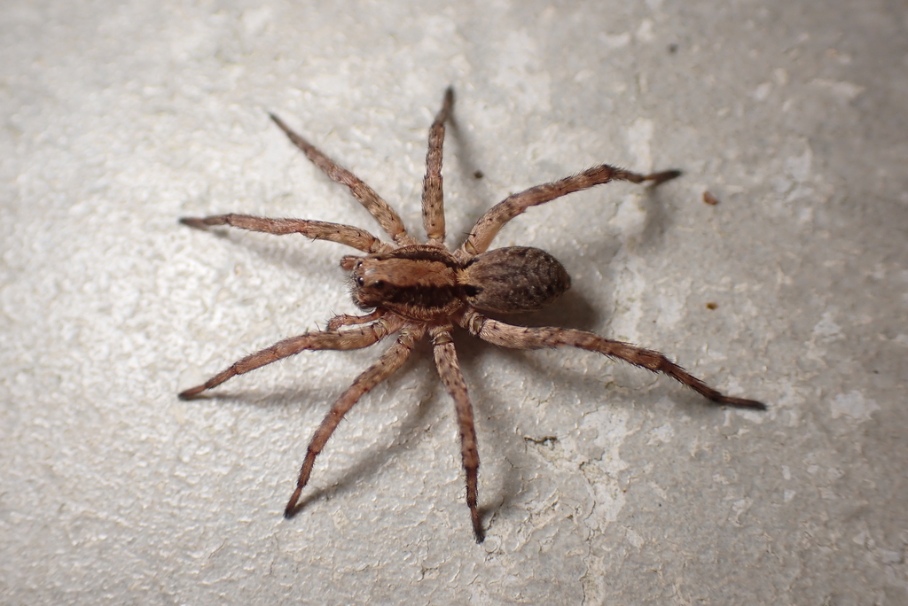 Alopecosa osellai