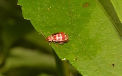 Asphaera quadrifasciata