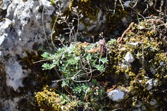 Alyssum serpyllifolium
