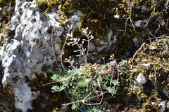 Alyssum serpyllifolium