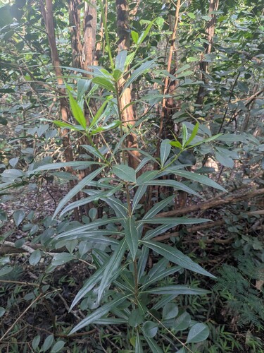 Pittosporum pentandrum observed 2025-11-05