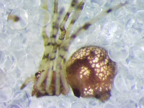 Theridion pyrenaeum