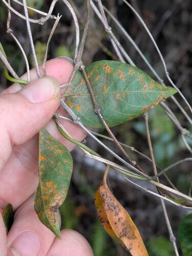 Coleosporium paederiae observed 2025-11-05