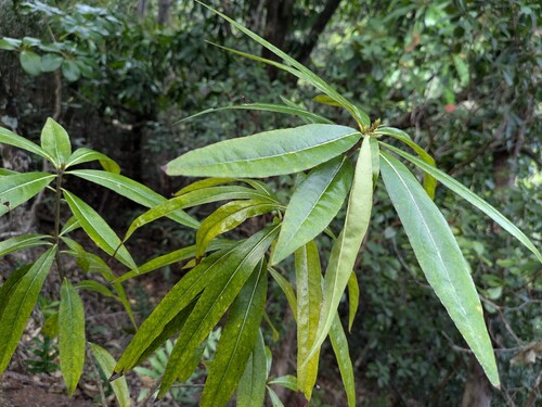 Pittosporum pentandrum observed 2025-11-05