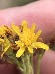 Senecio lineatus