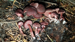 Tubaria punicea