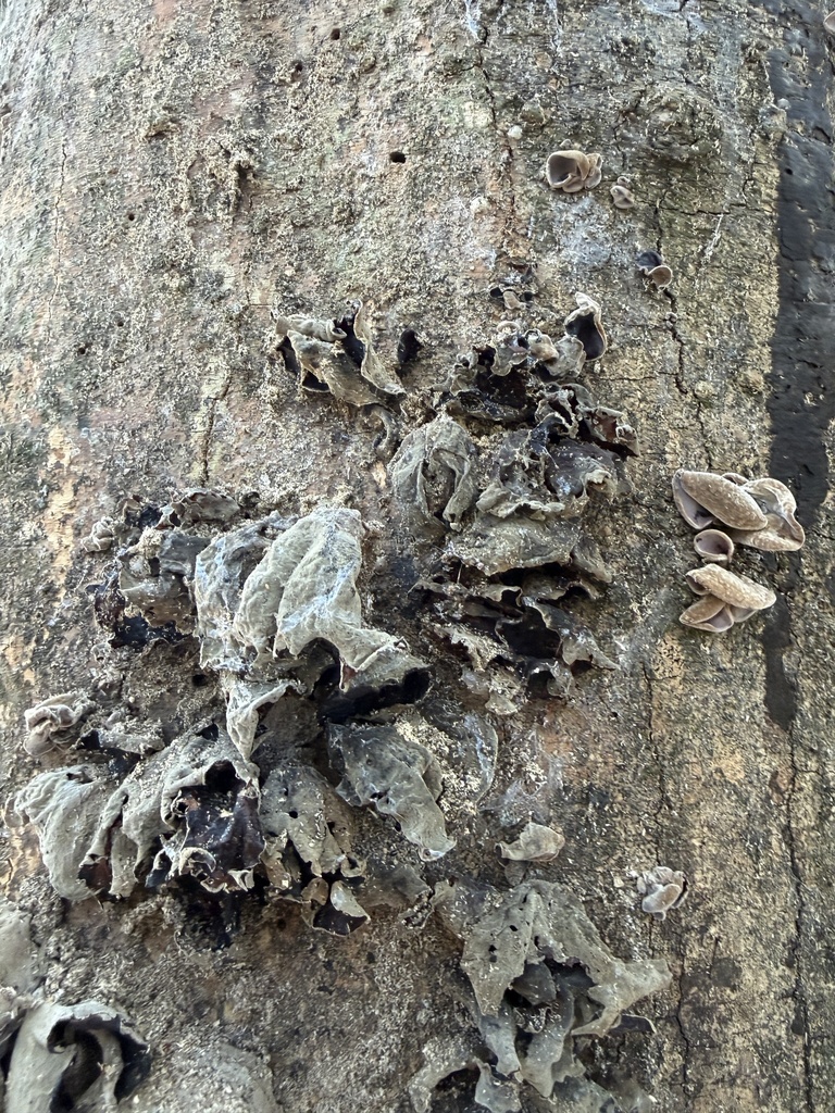 Auricularia polytricha · November 2025 · photo: © brandonjjohnson (iNaturalist, cc-by)