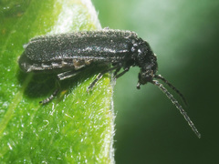 Cantharis tristis