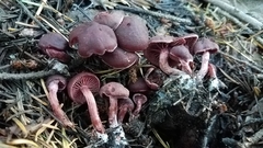 Tubaria punicea