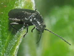 Cantharis tristis