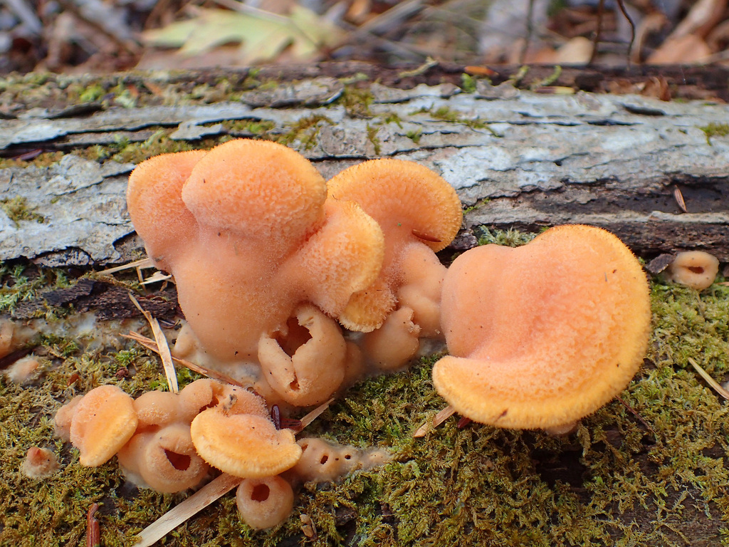 Phyllotopsis nidulans · November 2025 · photo: © tniernberger (iNaturalist, cc0)