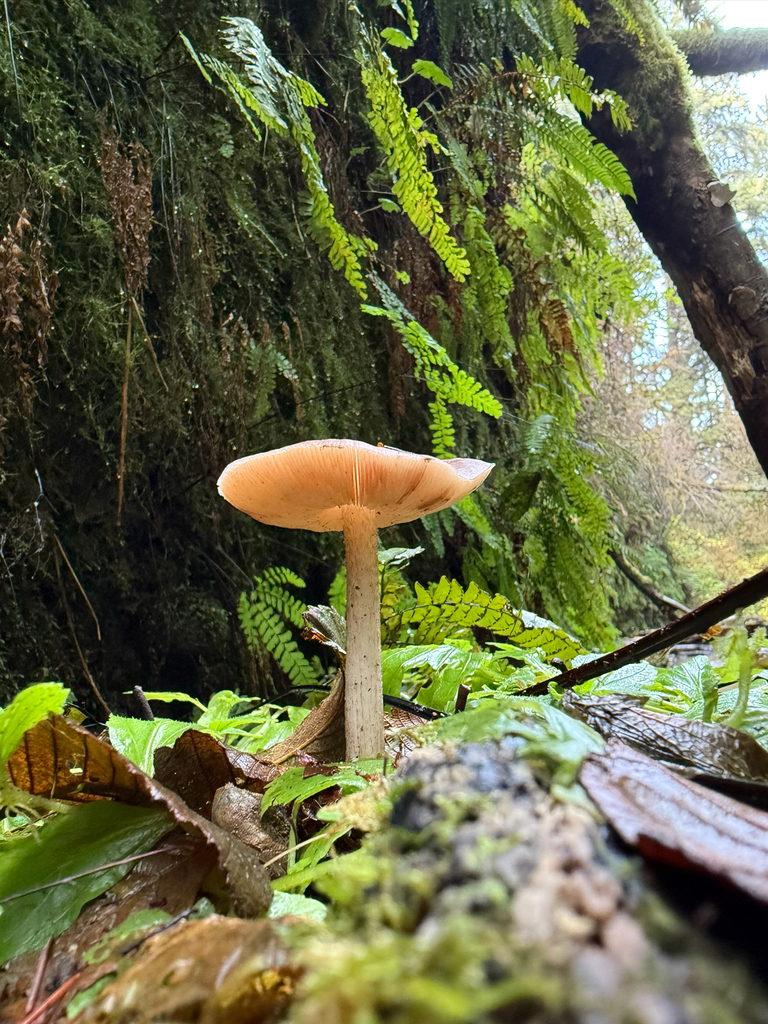 Pluteus exilis · November 2025 · photo: © carrion (iNaturalist, cc-by-nc)