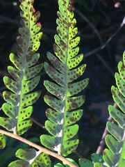 Dryopteris celsa