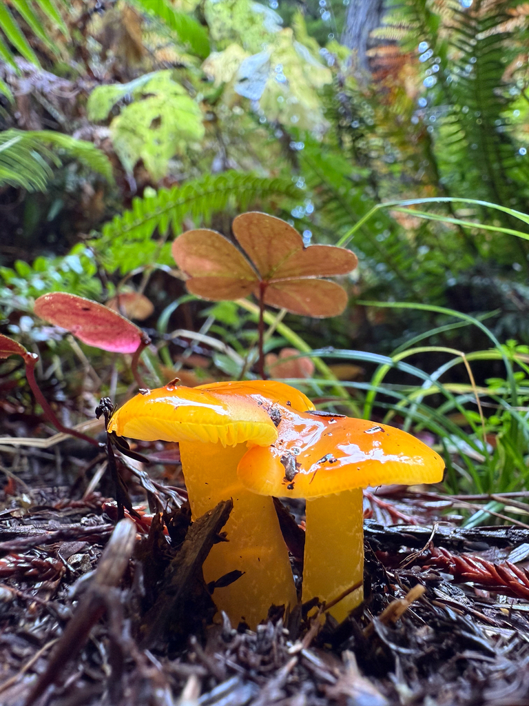 Hygrocybe flavescens · November 2025 · photo: © carrion (iNaturalist, cc-by-nc)