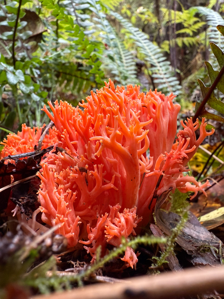 Ramaria araiospora