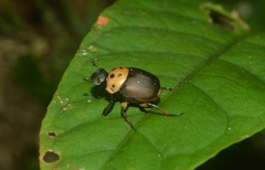 Canthon triangularis