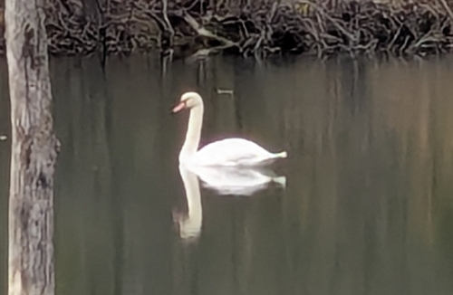 Mute Swan