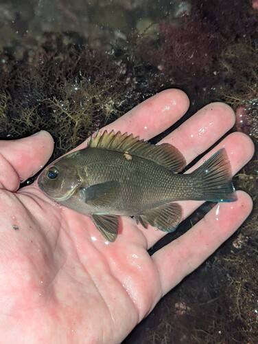 Opaaloogvis (Girella nigricans) — Kyphosidae — 3