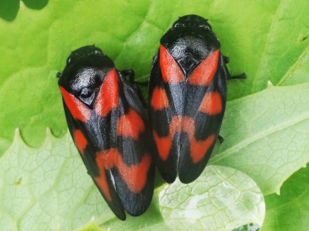 Cercopis vulnerata ; (c) Felix Riegel, some rights reserved (CC BY-NC), uploaded by Felix Riegel