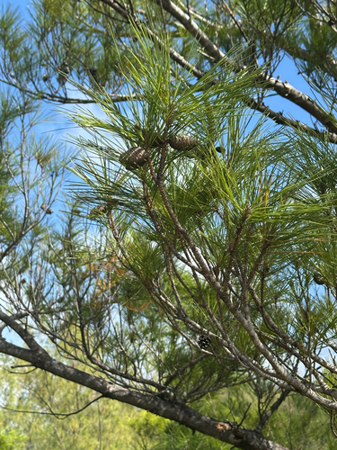 Luchu pine (Pinus luchuensis)