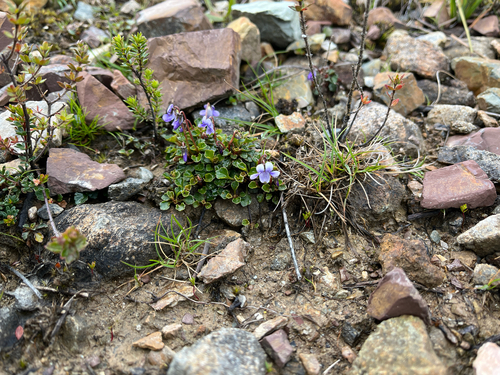 serpentine violet (Viola serpentinicola)