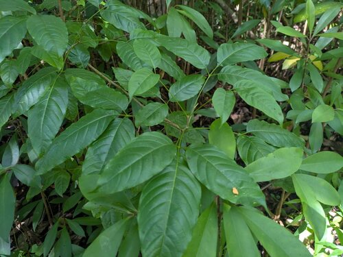 Smallflower chastetree (Vitex parviflora)